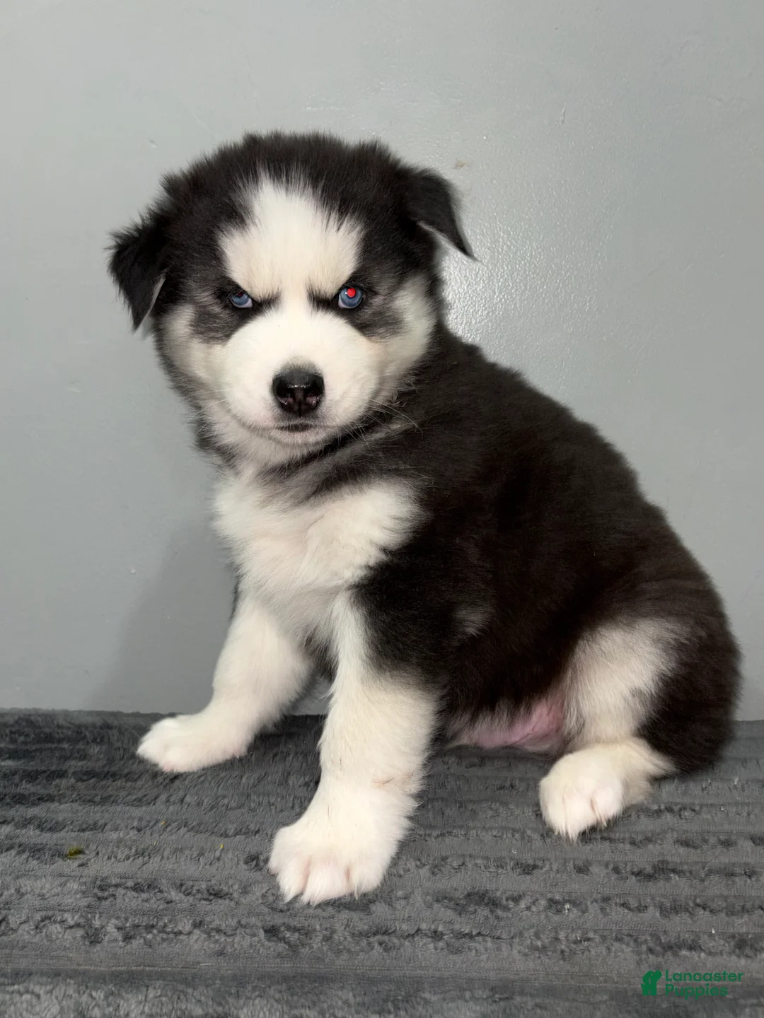 Siberian Husky dogs for sale: Siberian Husky Puppy 1 - Ad 2