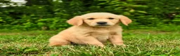 Golden Retriever dogs for sale: Miles - Ad 5