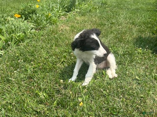 Mixed Breed dogs - Ad 1