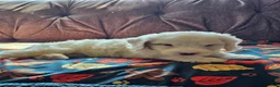 Cavapoo dogs for sale: Cavapoo 1 - Ad 4
