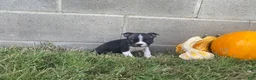 Boston Terrier dogs for sale: Lola - Ad 3
