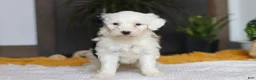 Sheepadoodle dogs for sale: Carrot - Ad 3