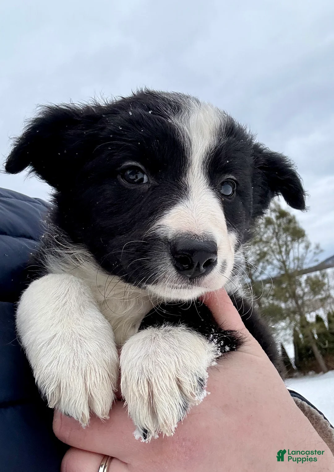Border Collie dogs for sale: Moana - Ad 1