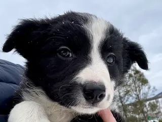 Border Collie dogs Moana - Ad 27