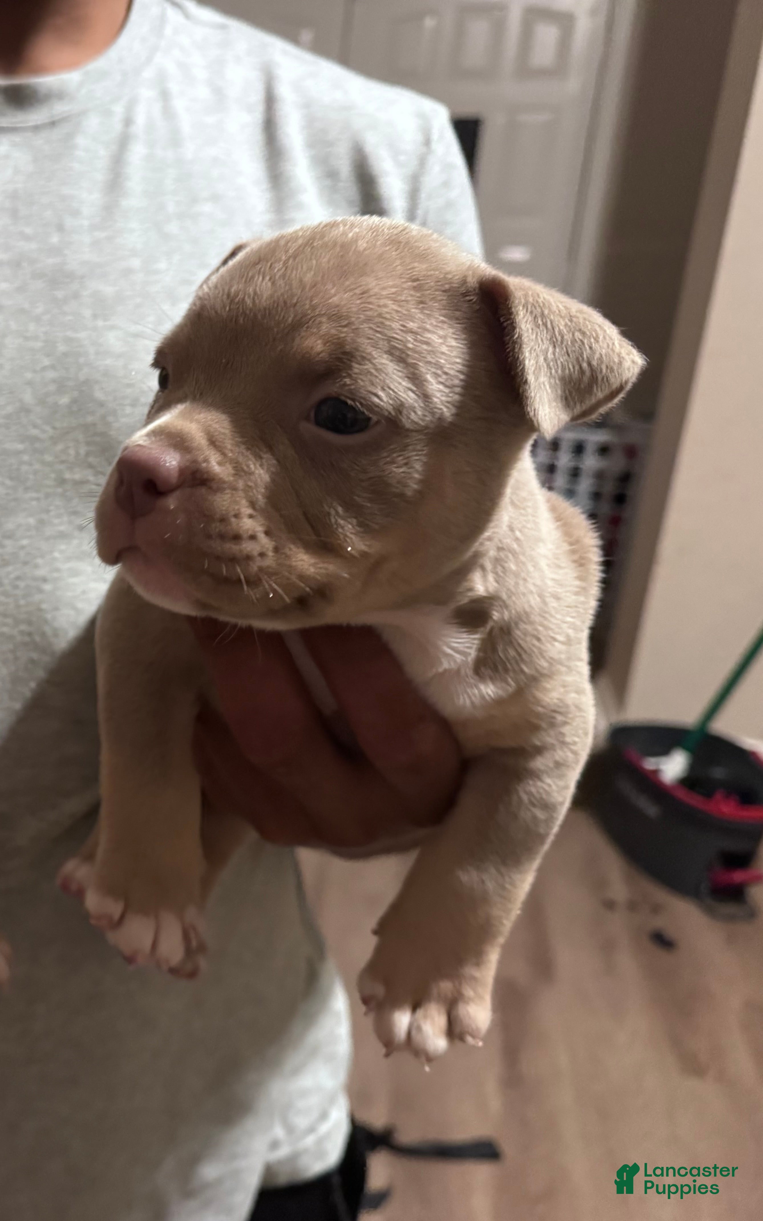American Bully dogs Male 2 - Ad 23