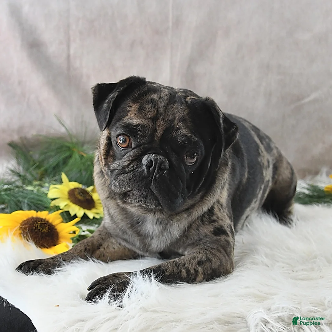 Pug dogs for sale: Duchess - Ad 7