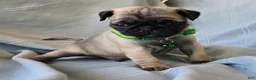 Pug dogs for sale: Bennie - Ad 3