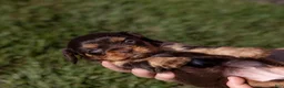Cavalier King Charles Spaniel dogs for sale: Molly - Ad 4
