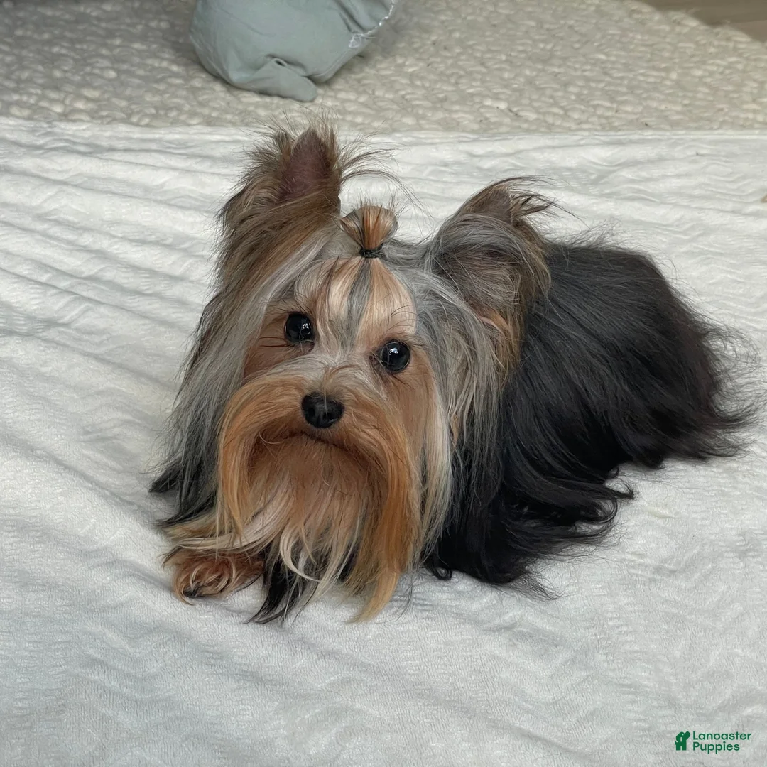 Yorkshire Terrier dogs for sale: Fido - Ad 15