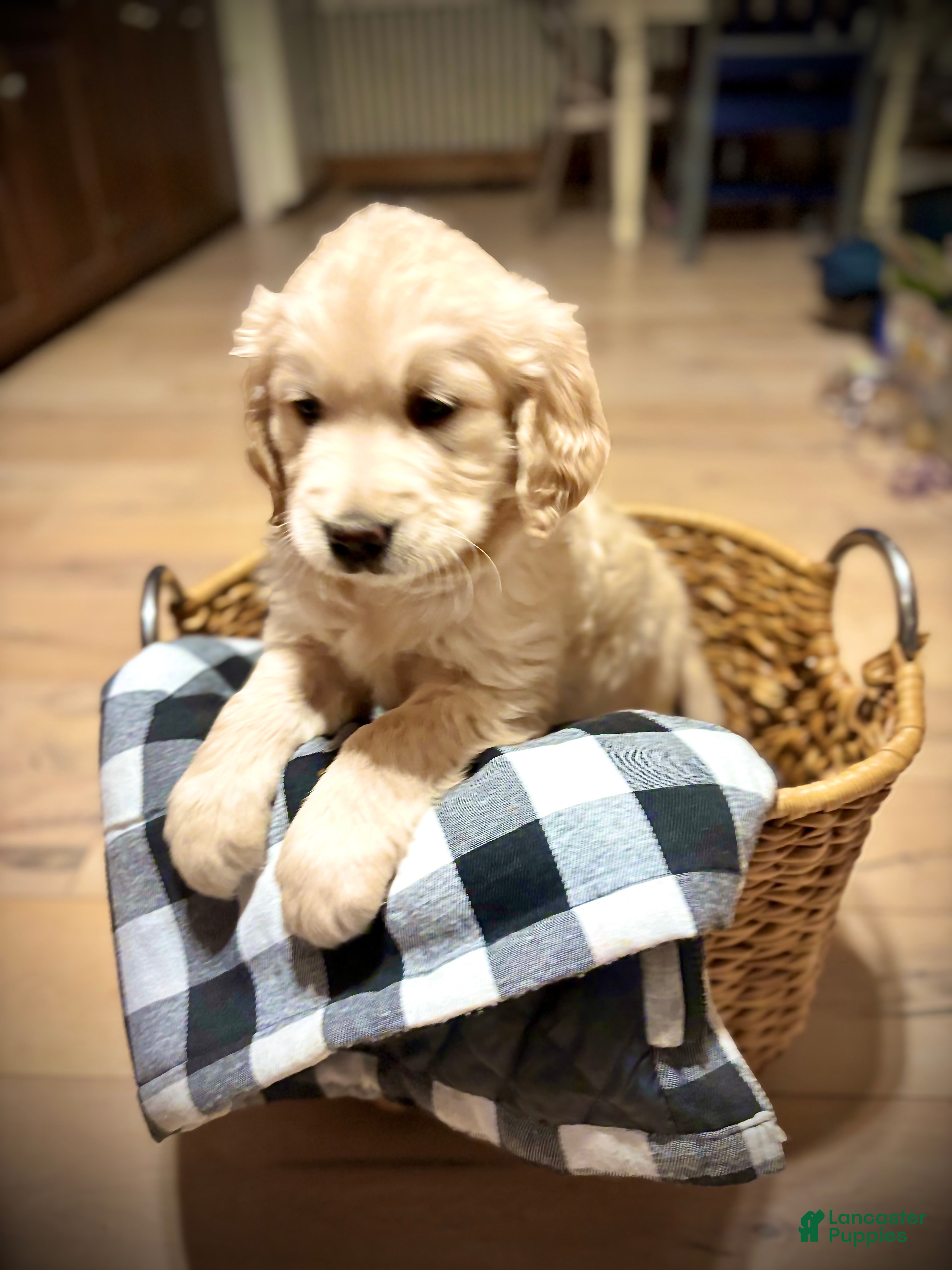 Golden Retriever dogs for sale: Marshall - Ad 1
