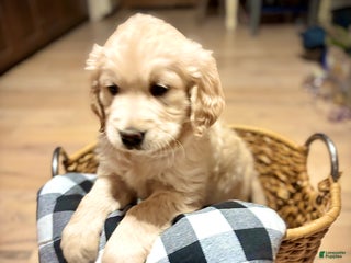 Golden Retriever dogs for sale: Marshall - Ad 1