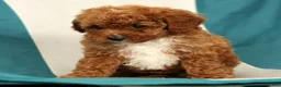 Cavapoo dogs for sale: Megan - Ad 9