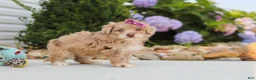 Havapoo dogs for sale: Claire - Ad 10