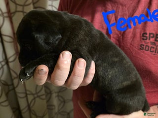 Cane Corso dogs Cane Corso Puppy 3 - Ad 23
