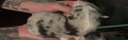 Australian Shepherd dogs for sale: Australian Shepherd Puppy 1 - Ad 1