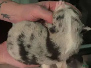 Australian Shepherd dogs Australian Shepherd Puppy 1 - Ad 38