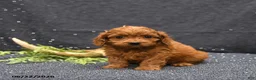 Cavapoo dogs for sale: Link - Ad 2