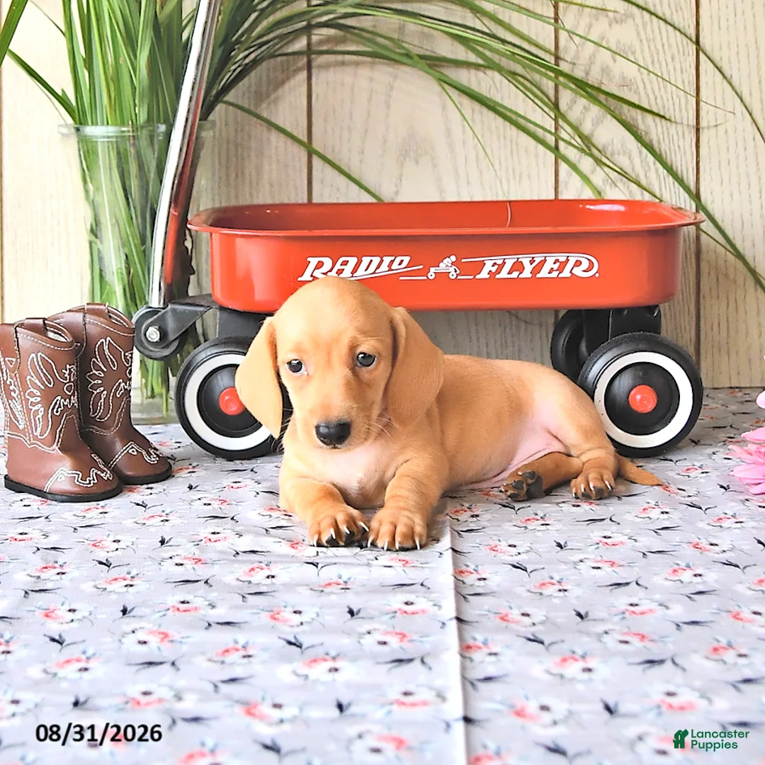 Miniature Dachshund dogs for sale: Ollie - Ad 2