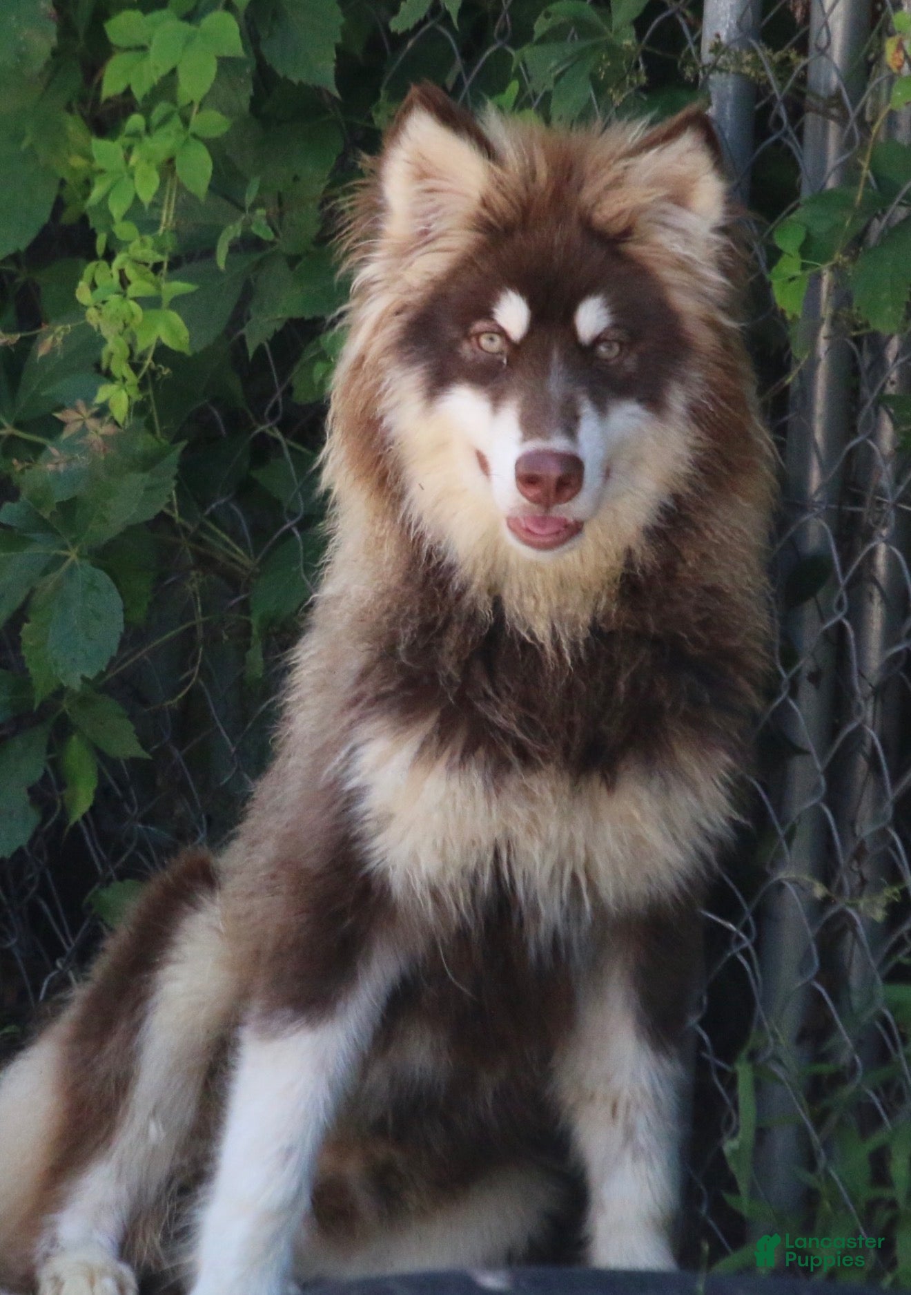 Pomsky dogs Blake - Ad 2