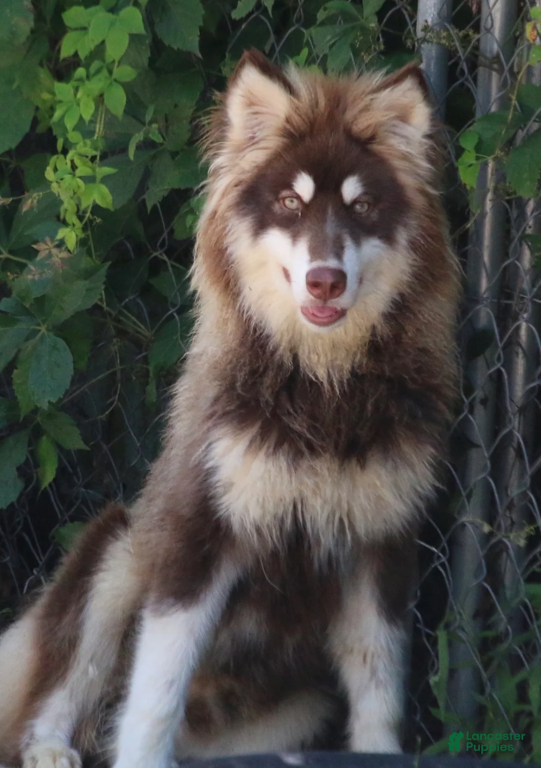 Pomsky dogs for sale: Blake - Ad 2