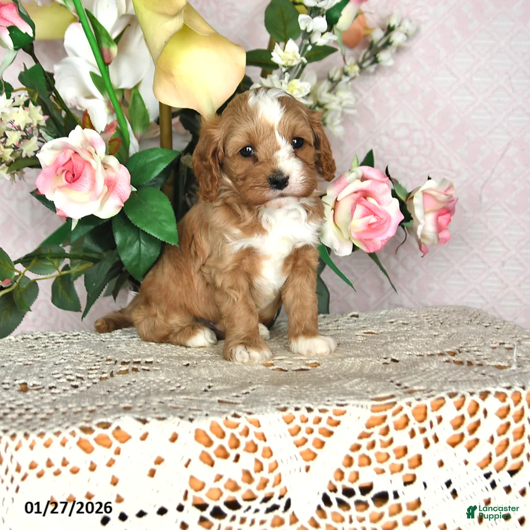 Cavapoo dogs for sale: Jason - Ad 1