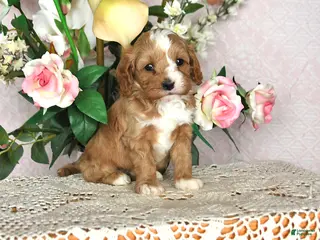 Cavapoo dogs Jason - Ad 14