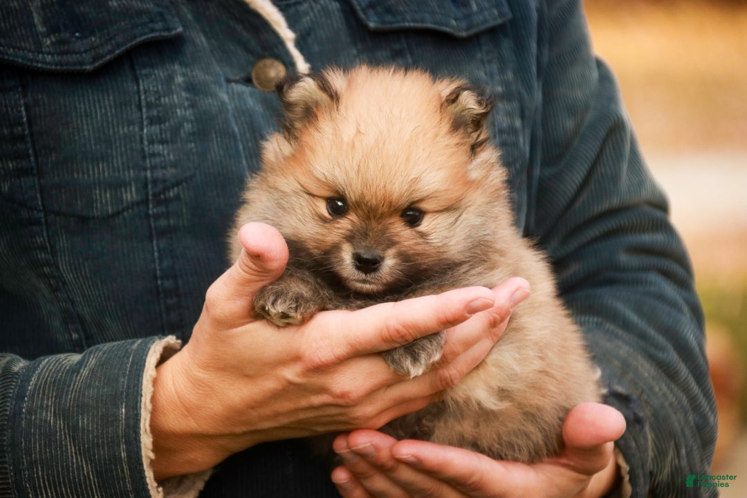 Pomeranian dogs for sale: Ben - Ad 11