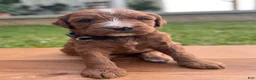Irish Doodle dogs for sale: Maple - Ad 10