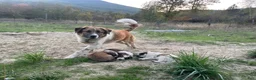 Mixed Breed dogs for sale: Pytha - Ad 2