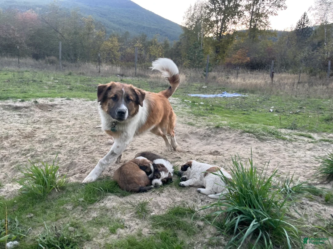 Mixed Breed dogs for sale: Pytha - Ad 2