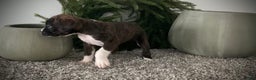 Boxer dogs for sale: Becca - Ad 6