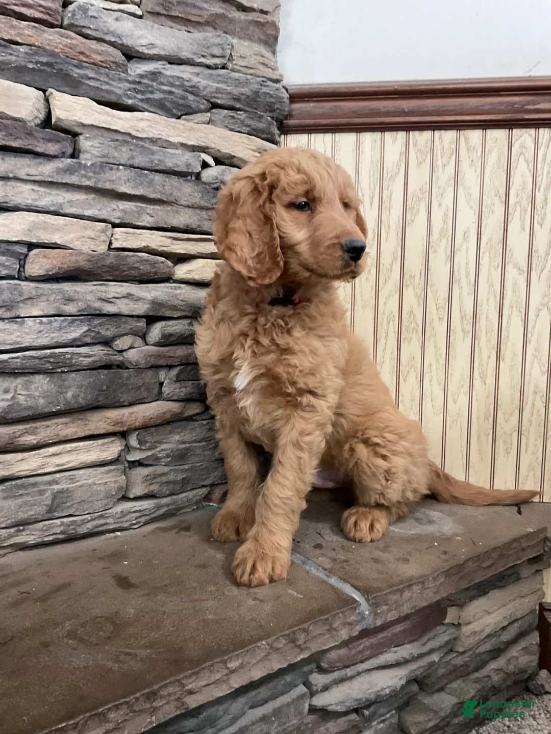 Goldendoodle dogs for sale: Clark - Ad 9