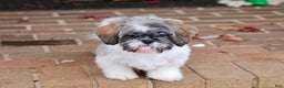 Shih Tzu dogs for sale: Snickers (Neutered) - Ad 7