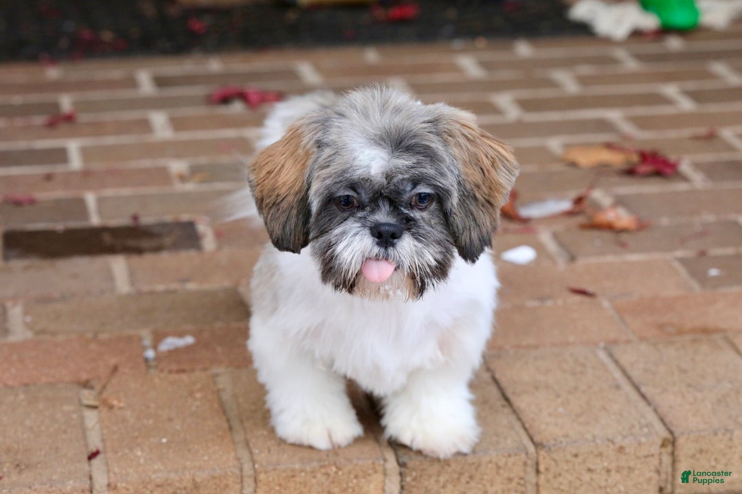 Shih Tzu dogs for sale: Snickers (Neutered) - Ad 7