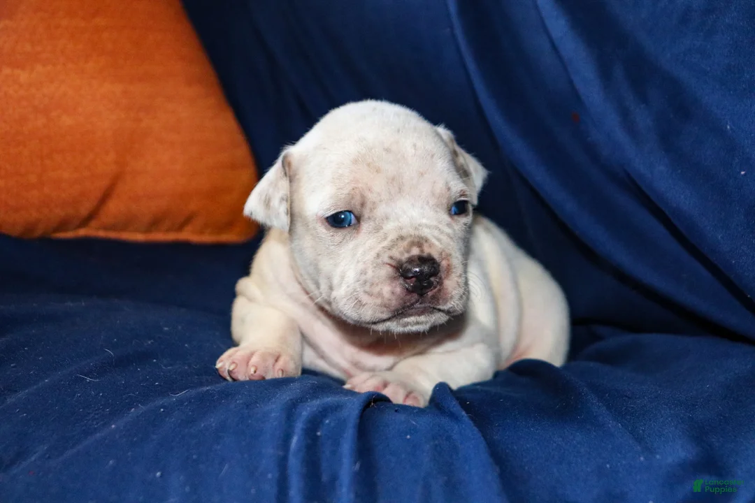 American Bully dogs for sale: Yoda - Ad 2
