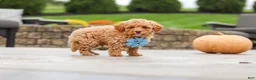 Cavapoo dogs for sale: Cosby - Ad 8