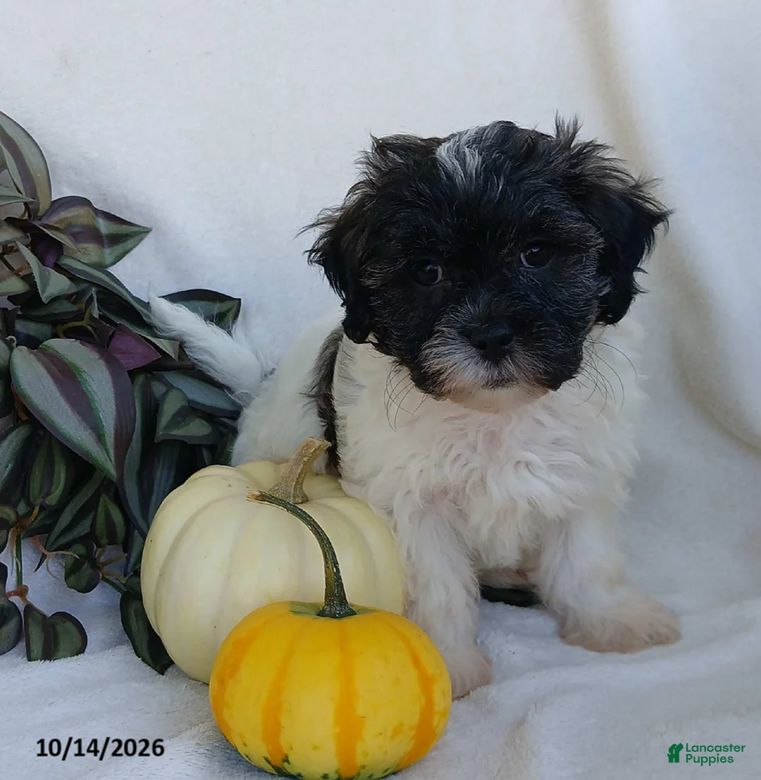 Teddy Bear dogs for sale: Kenzie - Ad 1