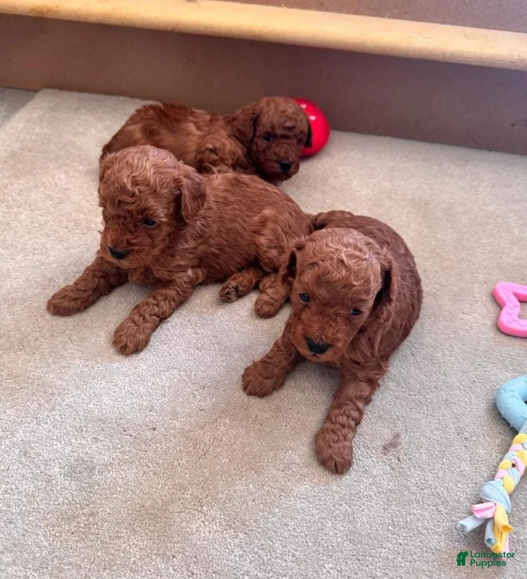 Maltipoo dogs for sale: Maya - Ad 13