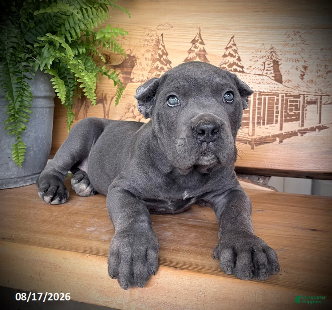 Cane Corso dogs for sale: Sammy - Ad 3