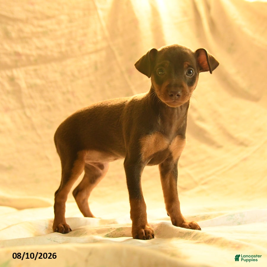 Miniature Pinscher dogs Rufus - Ad 1
