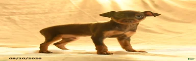 Rufus