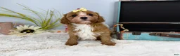 Cavapoo dogs for sale: Zoe  - Ad 14