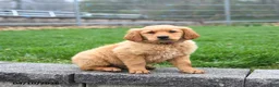 Golden Retriever dogs for sale: Milo - Ad 4