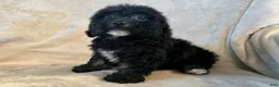Bichpoo dogs for sale: Max - Ad 3
