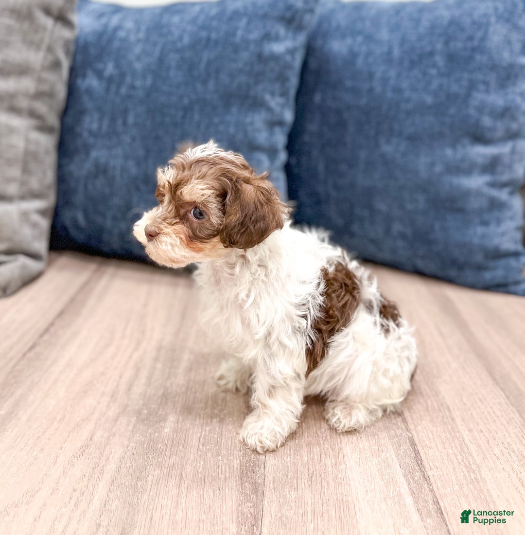 Yorkiepoo dogs for sale: Cocoa - Ad 4