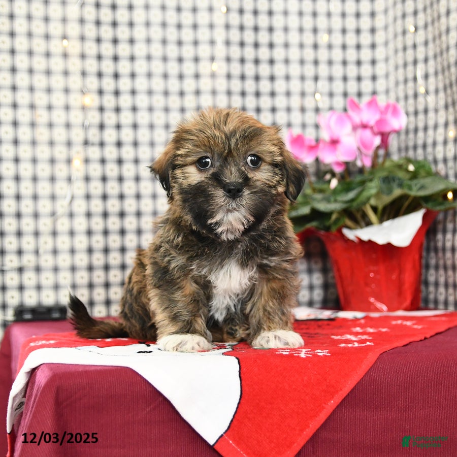 Mixed Breed dogs Keith - Ad 35