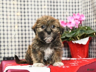 Mixed Breed dogs Keith - Ad 8