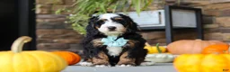 Mini Bernedoodle dogs for sale: Luke🐾 - Ad 2