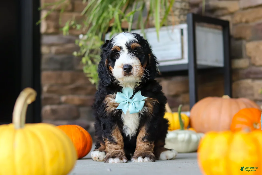 Mini Bernedoodle dogs for sale: Luke🐾 - Ad 2