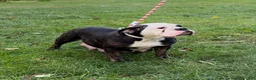 English Bulldog dogs for sale: Sky - Ad 7